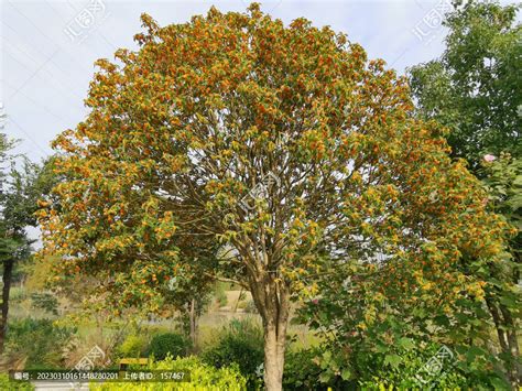 金桂哪裡買|珍貴花農園